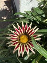 High angle view of flower