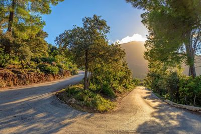 Road amidst trees against sky