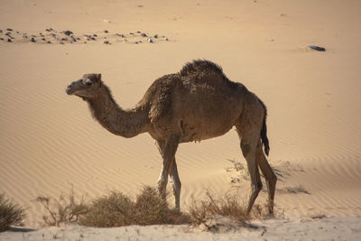 A one hump dromedary camel in the sinai desert, egypt