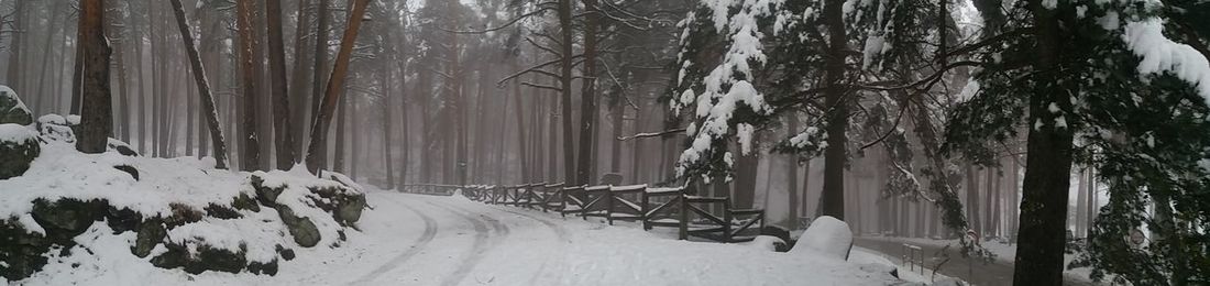 Panoramic view of trees in forest during winter