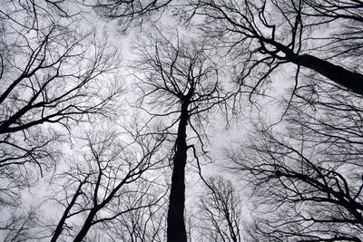 Low angle view of bare trees against sky