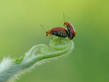 Close-up of insect on leaf
