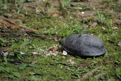 Close-up of turtle on field