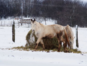 Horse standing on field during winter