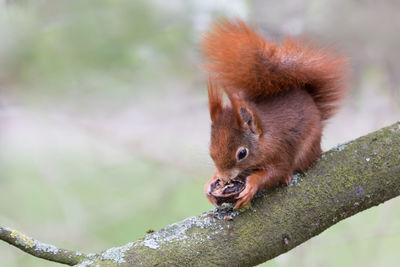 Close-up of squirrel on branch