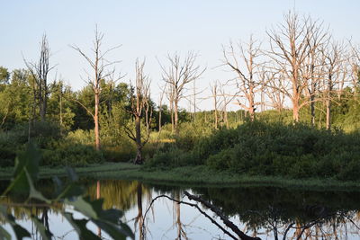 Reflection of trees in lake against clear sky