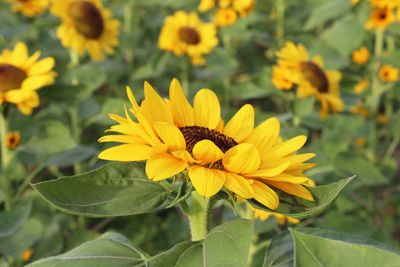 Close-up of yellow flowering plant