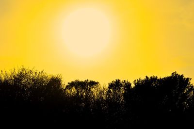 Sun shining through trees