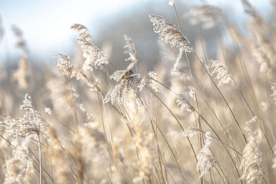 Close-up of stalks in field