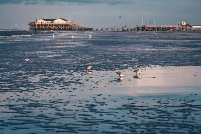 View of birds on beach