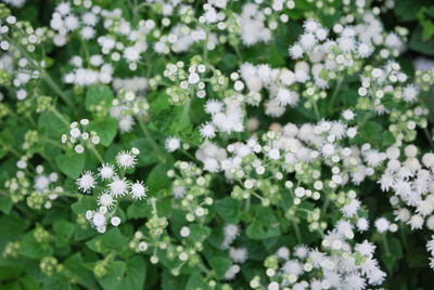 Close-up of white flowers blooming outdoors
