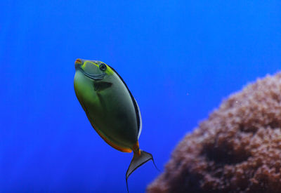 Close-up side view of naso tang fish in water