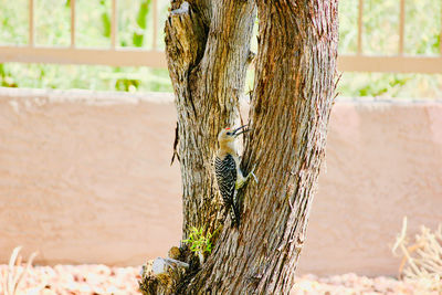 Close-up of a bird on tree trunk
