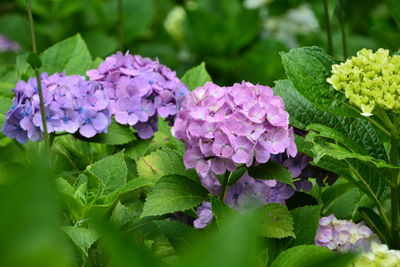 Close-up of purple hydrangea flowers