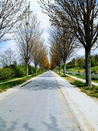 Empty road along trees and plants