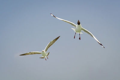 Low angle view of seagull flying in sky