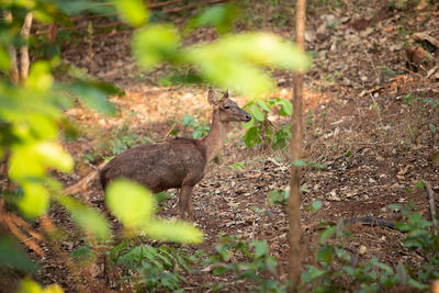 View of deer on field