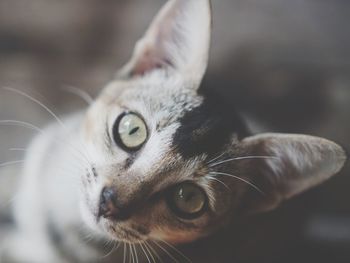 Close-up portrait of a cat