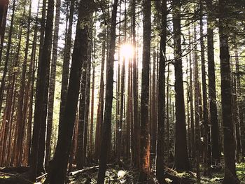 Low angle view of trees in forest