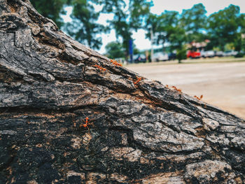 Close-up of tree trunk