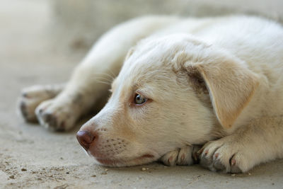 Close-up of dog
