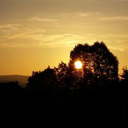 Silhouette of trees at sunset