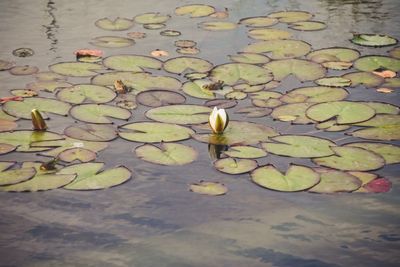 High angle view of water lily in lake