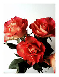 Close-up of red rose over white background