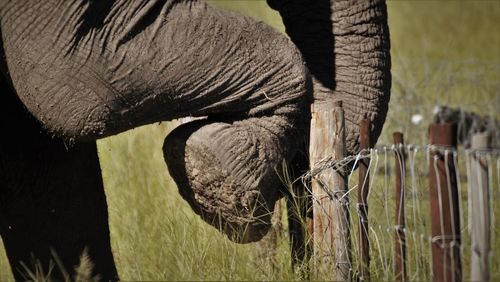 Close-up of elephant