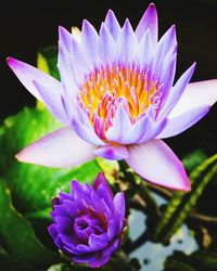 Close-up of pink lotus water lily