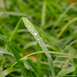 Close-up of wet grass