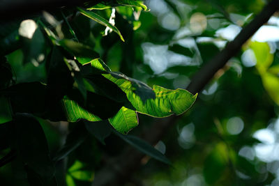 Close-up of green leaves