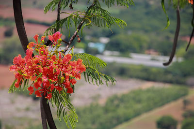 Close-up of red flowering plant