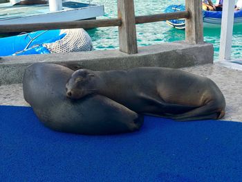 High angle view of sea lion sleeping on water