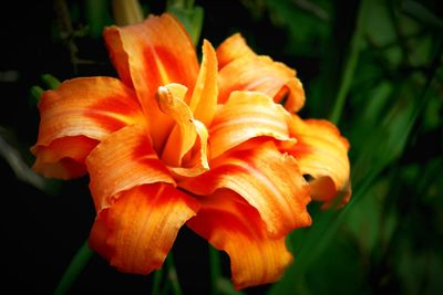 Close-up of orange day lily blooming outdoors