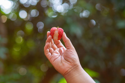 Close-up of hand holding fruit