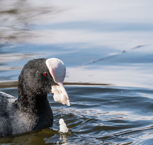 Close-up of duck swimming in lake