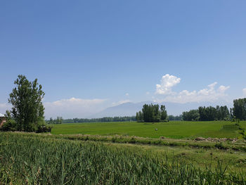 Scenic view of agricultural field against sky