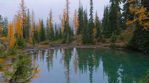 Scenic view of lake by trees in forest against sky