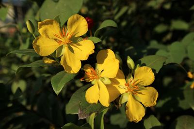 Close-up of yellow flowering plant