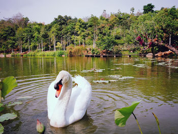 Swan floating on a lake