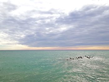 Birds swimming in sea against sky