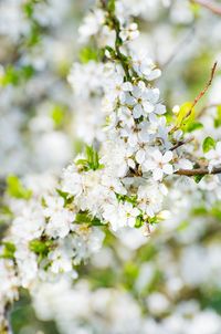 Close-up of white cherry blossoms