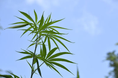 Low angle view of palm tree against sky