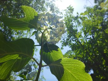 Low angle view of flowering plant against trees