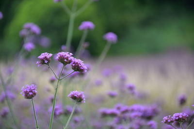 Close-up of purple flowering plant on field