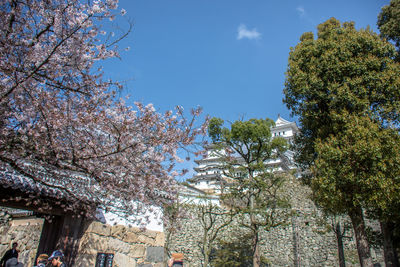 Low angle view of cherry blossoms against sky