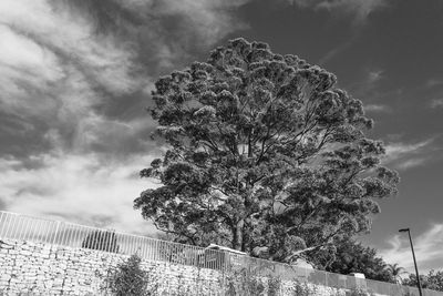 Low angle view of tree against sky