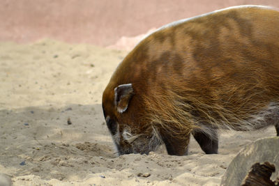 Close-up of horse on sand at beach