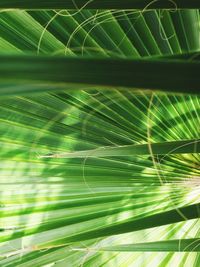 Close-up of palm leaf